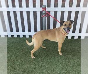 American Pit Bull Terrier Dogs for adoption in Modesto, CA, USA
