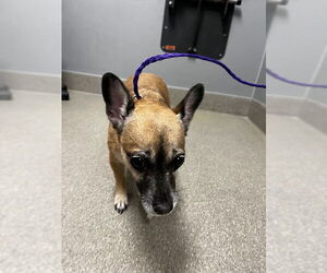 Chihuahua-Unknown Mix Dogs for adoption in Las Vegas, NV, USA