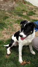 Border Collie Dogs for adoption in Elmsford, NY, USA