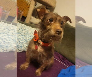Mutt Dogs for adoption in Iroquois, IL, USA