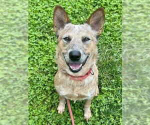 Australian Cattle Dog Dogs for adoption in Sacramento, CA, USA