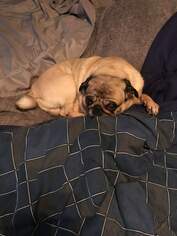 Pug Dogs for adoption in Tonawanda , NY, USA