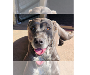 American Staffordshire Terrier-Unknown Mix Dogs for adoption in St. Augustine, FL, USA