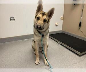 German Shepherd Dog Dogs for adoption in Rancho Cucamonga, CA, USA