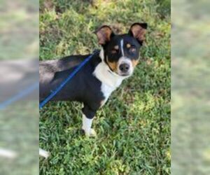 Jack Russell Terrier Dogs for adoption in Waco, TX, USA