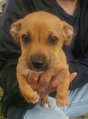 Bogle Dogs for adoption in Missouri City, TX, USA