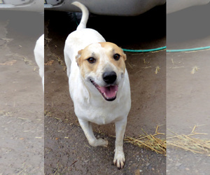Mutt Dogs for adoption in Peralta, NM, USA