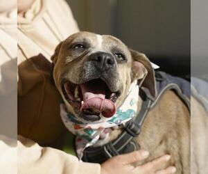 American Staffordshire Terrier-Unknown Mix Dogs for adoption in San Antonio, TX, USA