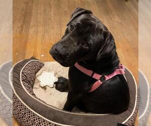 Bulldog-Labrador Retriever Mix Dogs for adoption in Lexington, SC, USA