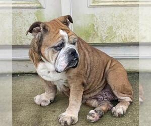 Bulldog Dogs for adoption in Columbia, TN, USA