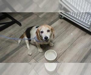 Beagle Dogs for adoption in Redlands, CA, USA