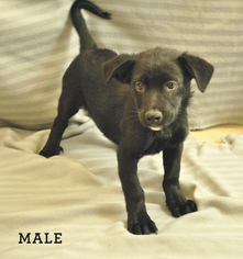 Labrador Retriever Dogs for adoption in Sterling, MA, USA
