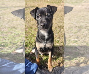 Chihuahua-Unknown Mix Dogs for adoption in Cranston, RI, USA