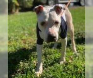 American Staffordshire Terrier Dogs for adoption in Rocky Mount, VA, USA
