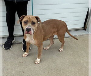 Mutt Dogs for adoption in Louisville, KY, USA