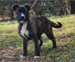 German Shepherd Dog-Unknown Mix Dogs for adoption in Wetumpka, AL, USA
