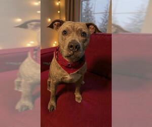 American Staffordshire Terrier Dogs for adoption in Fort Lauderdale, FL, USA