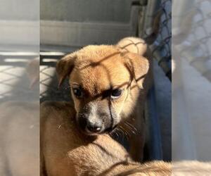 Shepradors Dogs for adoption in Baytown, TX, USA