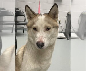 Siberian Husky Dogs for adoption in St. Cloud, FL, USA