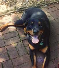 Rottweiler Dogs for adoption in Mundelein, IL, USA