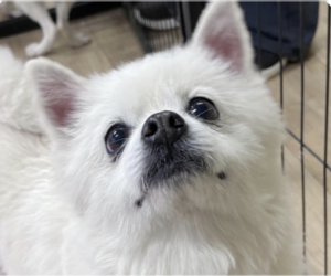 Pomeranian Dogs for adoption in San Ramon, CA, USA
