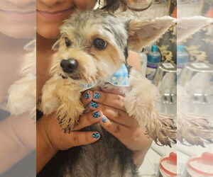 Shih Tzu-Unknown Mix Dogs for adoption in Dana Point, CA, USA