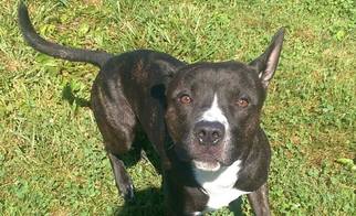 American Staffordshire Terrier Dogs for adoption in Bardstown, KY, USA