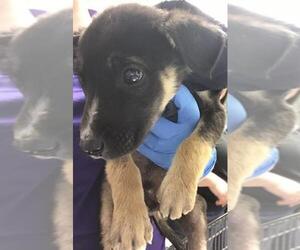 Labrador Retriever Dogs for adoption in Conroe, TX, USA