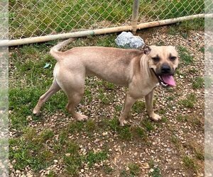 Boxer-Unknown Mix Dogs for adoption in Johnson City, TN, USA