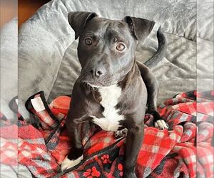 American Staffordshire Terrier-Dachshund Mix Dogs for adoption in New Oxford , PA, USA