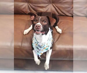 Feist Terrier-Unknown Mix Dogs for adoption in Mt. Gilead, OH, USA