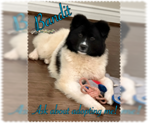 Border Collie-pomeranian spitz Mix Dogs for adoption in Agoura Hills, CA, USA