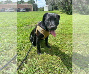 Mutt Dogs for adoption in Candler, NC, USA
