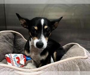 Chihuahua Dogs for adoption in Tracy, CA, USA