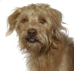 Medium Photo #1 Dandie Dinmont Terrier-Unknown Mix Puppy For Sale in Oakland Park, FL, USA