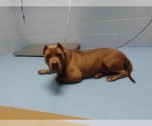 Mutt Dogs for adoption in Moreno Valley, CA, USA