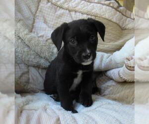 Labrador Retriever-Unknown Mix Dogs for adoption in Newnan, GA, USA