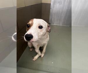 Mutt Dogs for adoption in Riverside, CA, USA