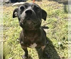 Staffordshire Bull Terrier-Unknown Mix Dogs for adoption in Houston, TX, USA