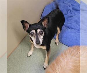 Chihuahua Dogs for adoption in Placerville, CA, USA