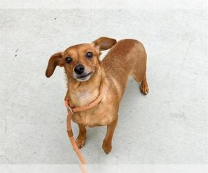 Dachshund-Unknown Mix Dogs for adoption in Orange, CA, USA