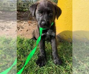 Borador Dogs for adoption in Newcastle, OK, USA