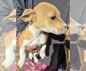 Mutt Dogs for adoption in San Antonio, TX, USA