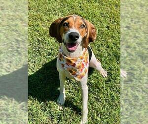 English Foxhound Dogs for adoption in Newton, NC, USA