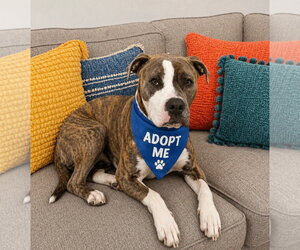 Boxer-Unknown Mix Dogs for adoption in Euless, TX, USA