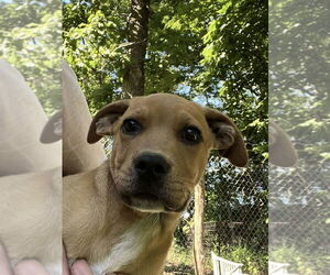 Labrador Retriever-Unknown Mix Dogs for adoption in Bolivar, MO, USA