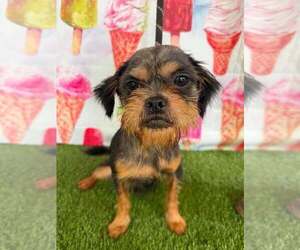 Mutt Dogs for adoption in New York, NY, USA