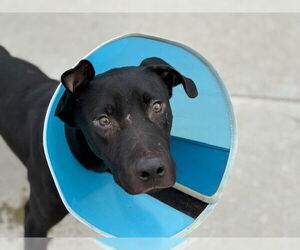American Pit Bull Terrier-Labrador Retriever Mix Dogs for adoption in Tulsa, OK, USA