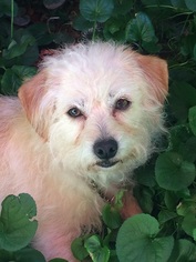 Poodle (Miniature)-Unknown Mix Dogs for adoption in Ripon, CA, USA