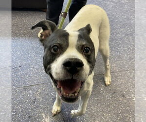 American Bulldog-Unknown Mix Dogs for adoption in Anchorage, AK, USA